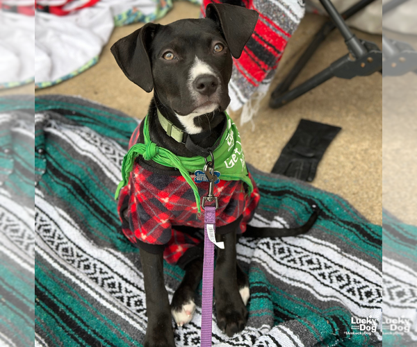 Medium Photo #2 Labrador Retriever-Unknown Mix Puppy For Sale in Washington, DC, USA
