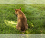 Small #2 Shiba Inu