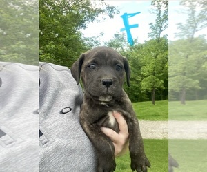 Medium Cane Corso