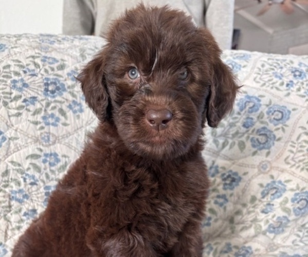 Medium Photo #1 Schnoodle (Giant) Puppy For Sale in ANDERSON, CA, USA