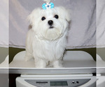 Small #4 Maltese