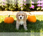 Puppy Checkers Cocker Spaniel