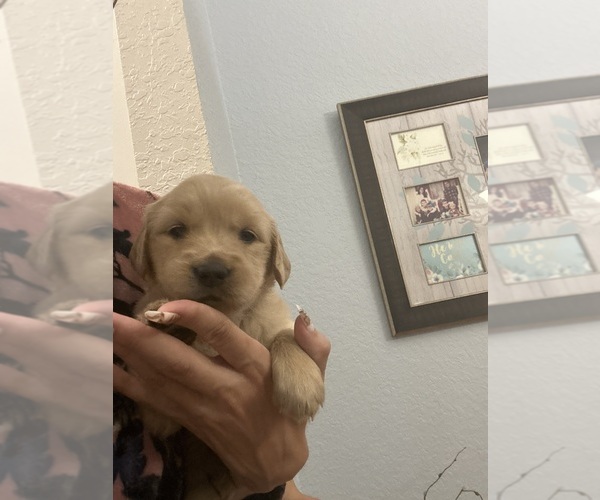 Medium Photo #3 Golden Retriever Puppy For Sale in BROOKSVILLE, FL, USA