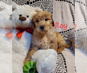 Goldendoodle Puppy for sale in WATERLOO, NY, USA