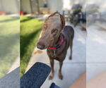 Small #5 Doberman Pinscher