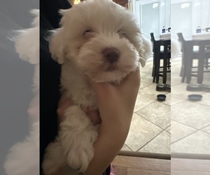 Maltipoo Puppy for sale in RUSSELLVILLE, AL, USA