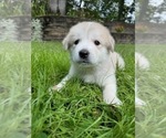 Puppy Ash Alaskan Malamute-Great Pyrenees Mix