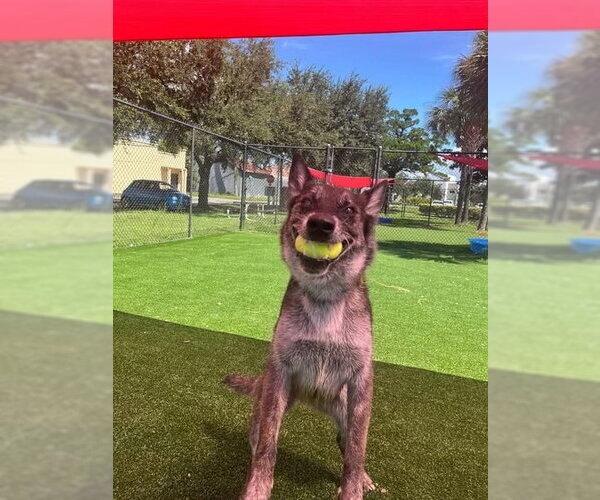 Medium Photo #3 Mutt Puppy For Sale in Imlay City, MI, USA