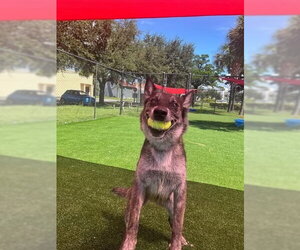Tiki Masala - Located in Georgia - Male Mutt Dog for Adoption - Photo #3