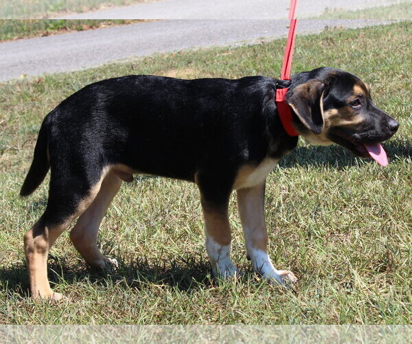 Medium Photo #3 Boxer-Unknown Mix Puppy For Sale in Prattville, AL, USA