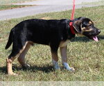 Small #2 Boxer Mix