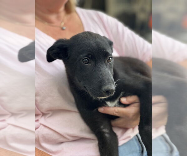 Medium Photo #3 Siberian Husky-Unknown Mix Puppy For Sale in Dana Point, CA, USA