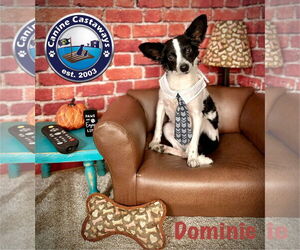 Rattle Dogs for adoption in Arcadia, FL, USA