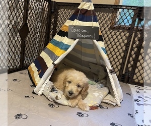 Goldendoodle Puppy for sale in TRAFALGAR, IN, USA