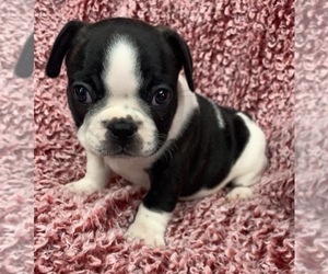 French Bulldog Puppy for sale in JOHNS ISLAND, SC, USA