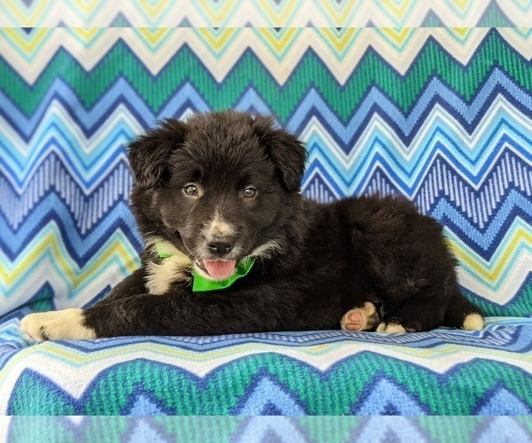 Medium Photo #3 Border Collie Puppy For Sale in KIRKWOOD, PA, USA