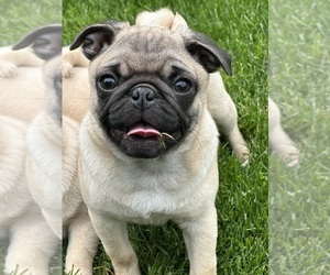 Pug Puppy for sale in ELMHURST, IL, USA