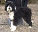 Small Photo #2 Sheepadoodle Puppy For Sale in HUTCHINSON, KS, USA