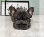 Small #2 French Bulldog