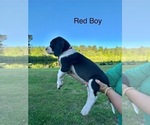 Puppy Red Boy Great Dane