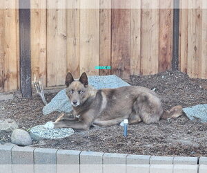GRACIE & LEONA - Female Australian Kelpie-Siberian Husky Mix Dog for Adoption - Photo #3