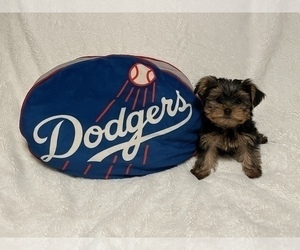 Yorkshire Terrier Puppy for sale in SYLMAR, CA, USA
