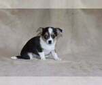 Small Photo #38 Chihuahua Puppy For Sale in HUDSONVILLE, MI, USA