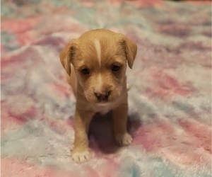 Jack Chi-Jack Russell Terrier Mix Litter for sale in MINNEOLA, FL, USA