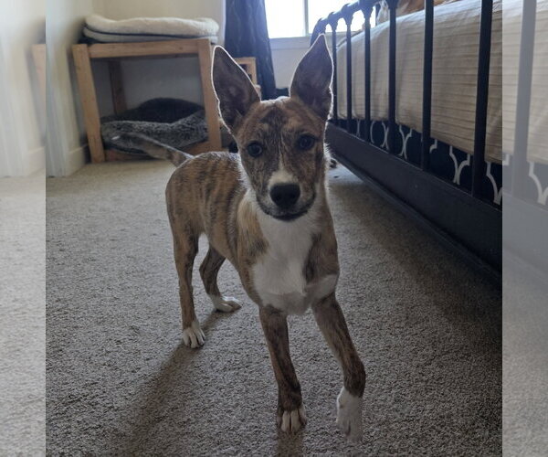 Medium Photo #8 Mutt Puppy For Sale in Sandy, UT, USA