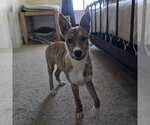 Small #7 Mutt
