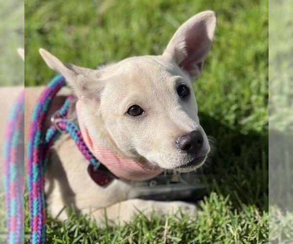 Medium Photo #21 Chug Puppy For Sale in San Diego, CA, USA