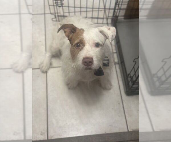 Medium Photo #3 American Staffordshire Terrier-Unknown Mix Puppy For Sale in West Palm Beach, FL, USA