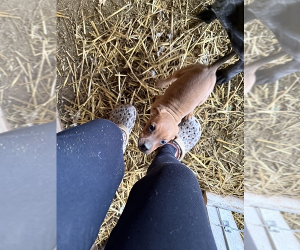 Medium Photo #12 Coonhound Puppy For Sale in ZANESVILLE, OH, USA