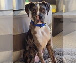 Small #2 Boxer Mix
