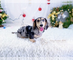 Dachshund Puppy for sale in ASTORIA, NY, USA