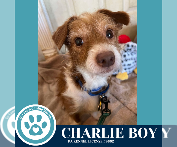 Medium Photo #4 Mutt Puppy For Sale in Kimberton, PA, USA