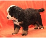 Small #5 Bernese Mountain Dog