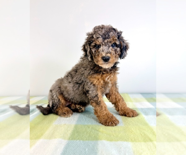 Medium Photo #4 Bernedoodle (Miniature) Puppy For Sale in GREENFIELD, IN, USA