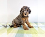 Small #3 Bernedoodle (Miniature)