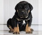 Small Cane Corso
