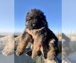 Small #5 German Shepherd Dog