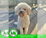 Small #2 Poochon