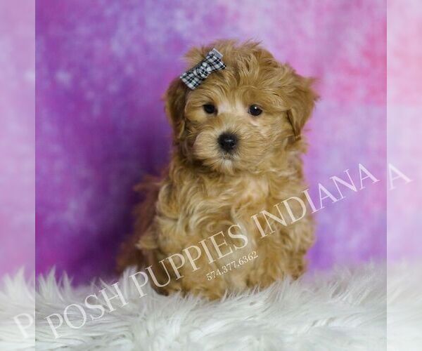 Medium Photo #119 Maltipoo (Miniature) Puppy For Sale in WARSAW, IN, USA