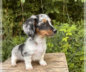 Dachshund Puppy for sale in MIDDLEBURY, IN, USA