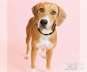Zena - Female Retriever -Unknown Mix Dog for Adoption - Photo #6