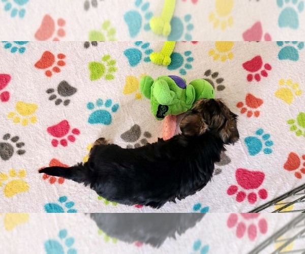 Medium Photo #11 Morkie Puppy For Sale in ORO VALLEY, AZ, USA