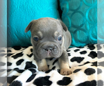 Small #3 French Bulldog