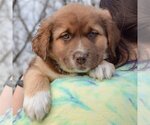 Small Photo #5 Australian Shepherd-German Shepherd Dog Mix Puppy For Sale in Huntley, IL, USA