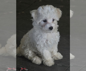 Maltipoo Puppy for sale in NEWNAN, GA, USA