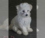 Image preview for Ad Listing. Nickname: Maltipoo